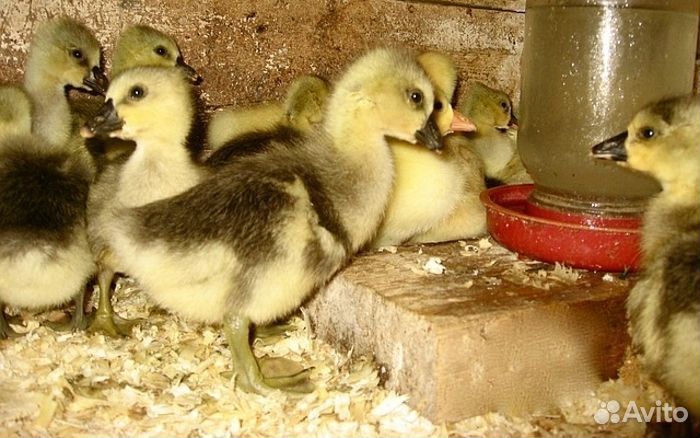 Гусята, цыплята