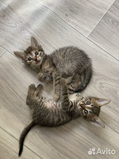 Котята отдам бесплатно