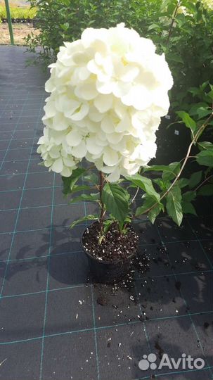 Гортензия метельчатая 2-х летка