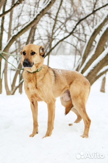 Добрейшая собака ищет дом