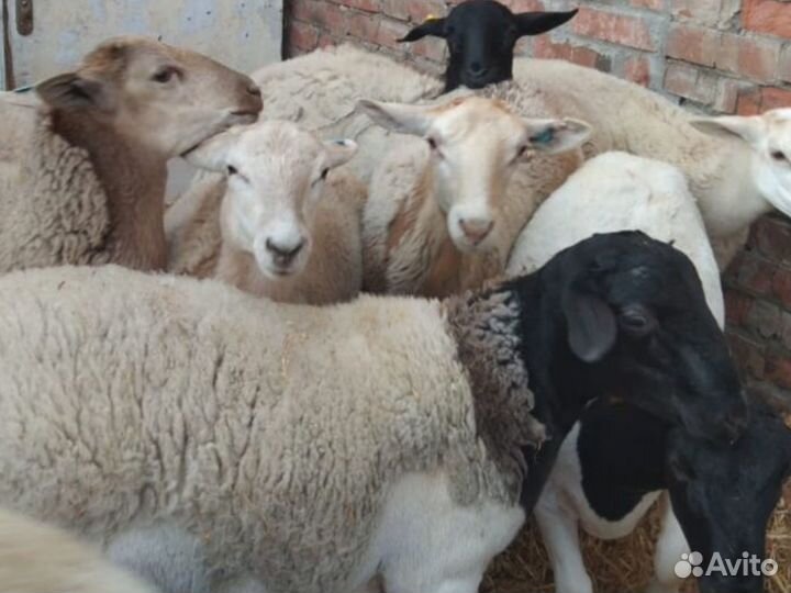 Катумские ярки и кошкарчики допрер ягнята