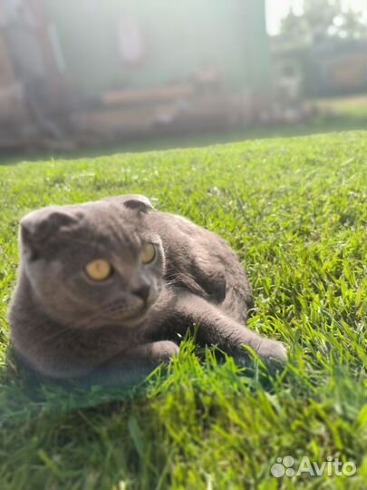 Шотландская вислоухая кошка бесплатно