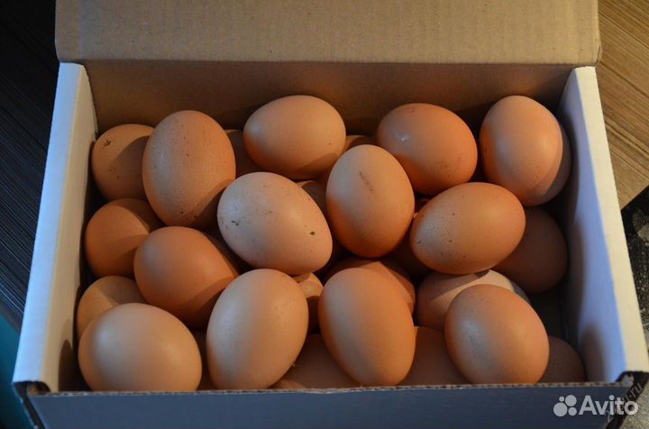 Инкубационное яйцо Кучинской Юбилейной