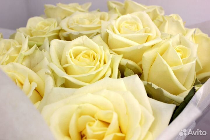 Букет роз. Розы 25 31 51 101