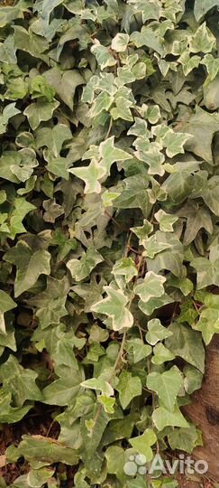 Плющ вечнозелёный вариегатный, многолетники