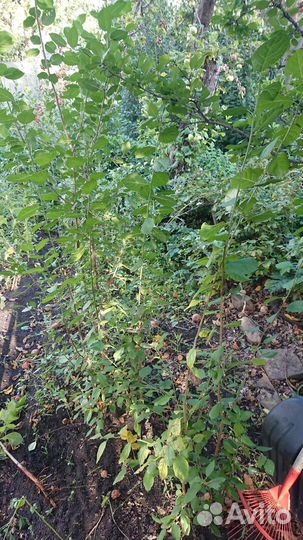 Слива, вишня поросоль