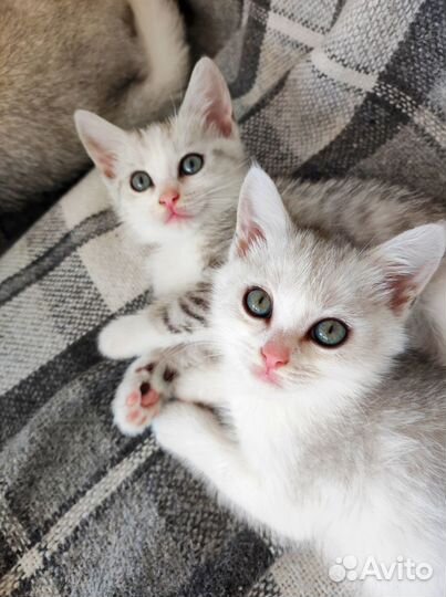 Необыкновенные котята