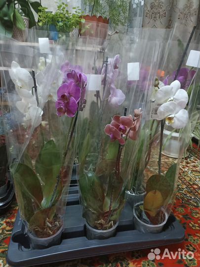 Орхидея фаленопсис