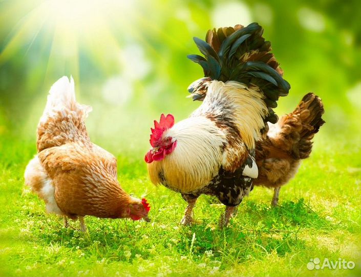 Вахта птицефабрика упаковщик Волгоград