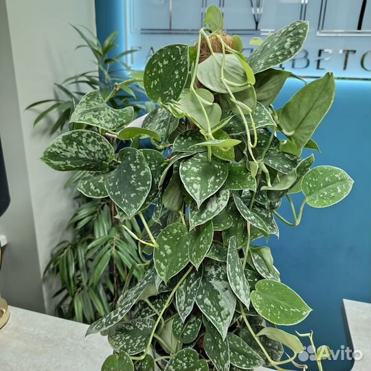 Растение Сциндапсус