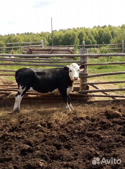 Телка, бык, корова