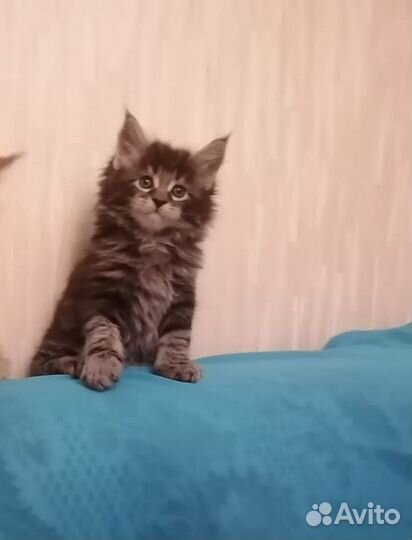 Мейнкуны мальчиши и девчули