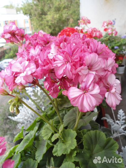 Черенки пеларгонии (герани) Occold Lagoon