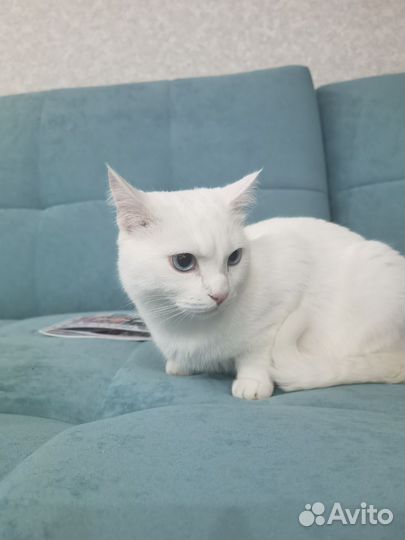 Кот
