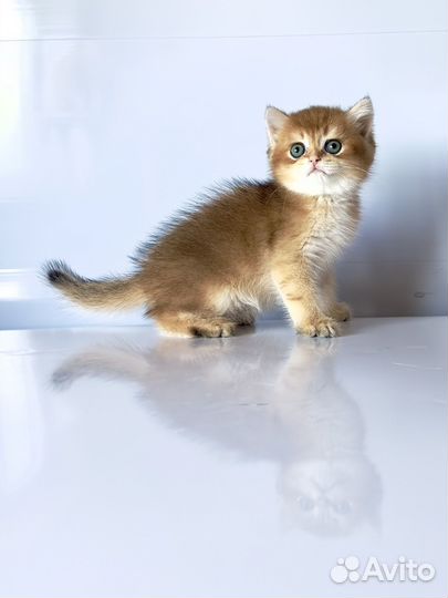 Британская шиншилла