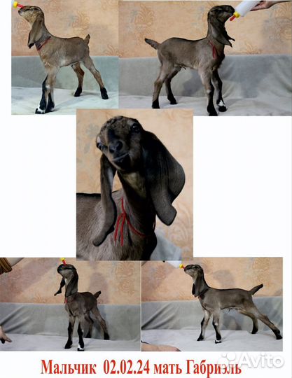Нубийские козлята