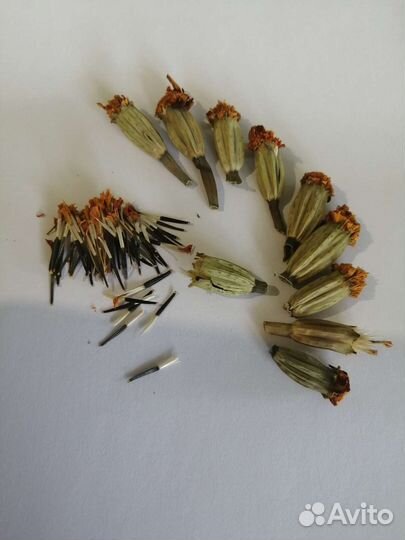 Бархатцы семена