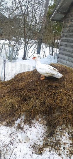 Индоутки, мускусные утки