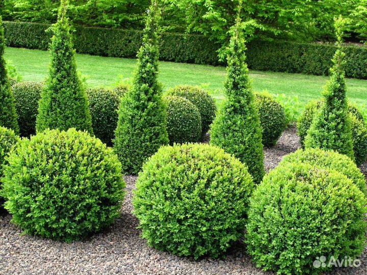 Саженцы самшита