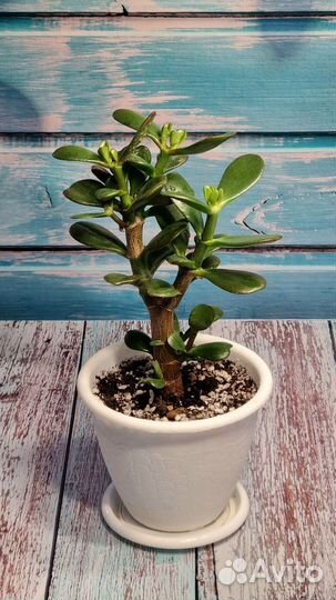 Толстянка крассула