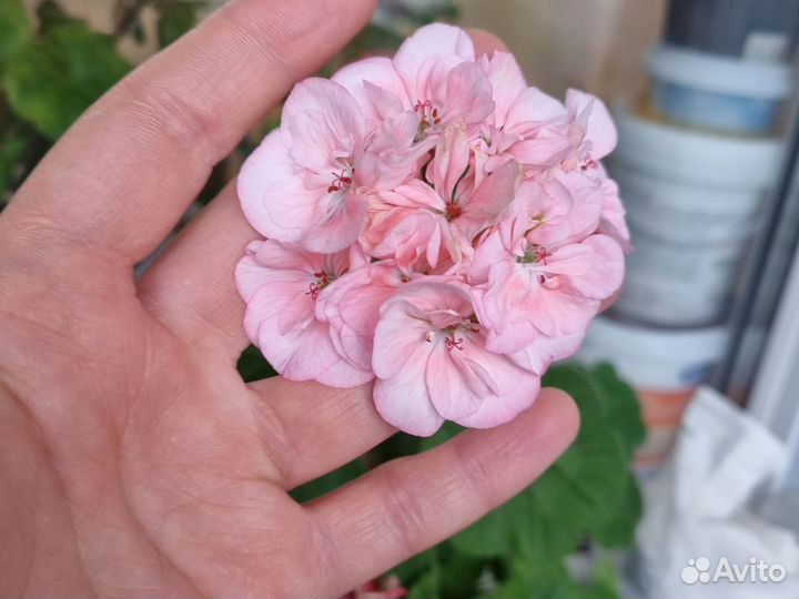 Герань пеларгония