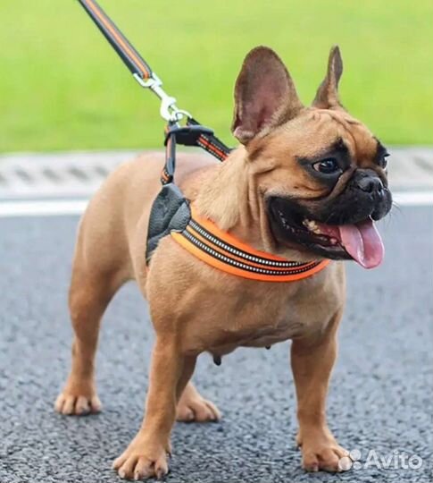 Анатомическая шлейка для собак Мони