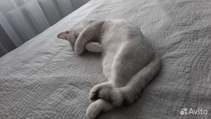 Шотландский котик вязка