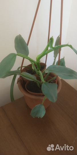 Плюмерия, филодендроны