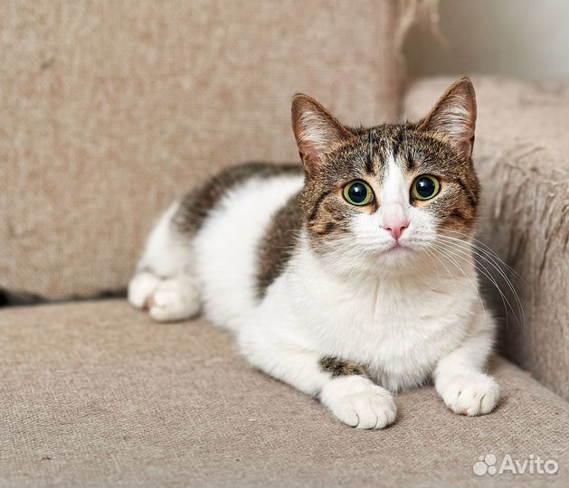 Кошка ищет дом