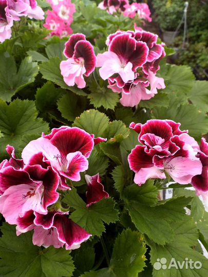 Герань королевская