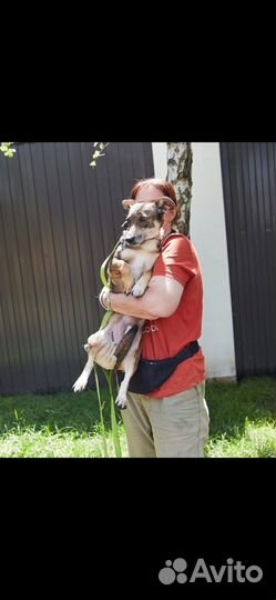 Маленький песик ищет дом