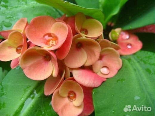 Молочай Миля крупноцветковый