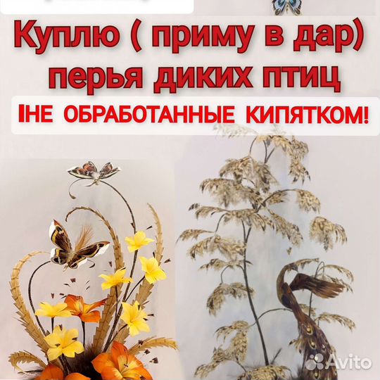 Покупка перьев птиц