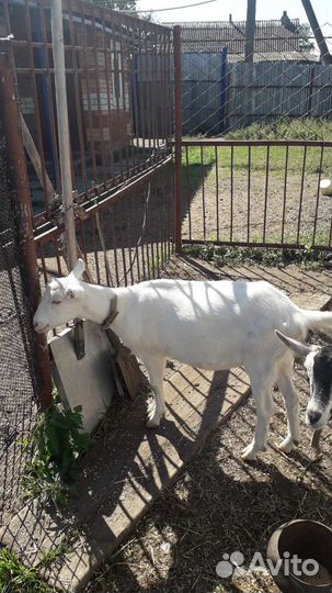 Альпийский козлик и козы