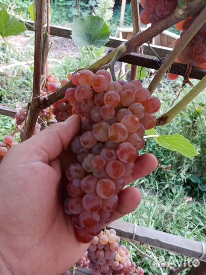 Саженцы винограда