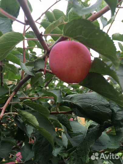 Саженцы сливы уральской медовой