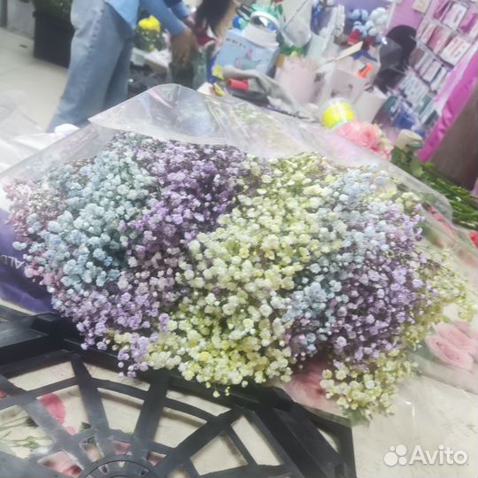 Цветы оптом Гипсофила