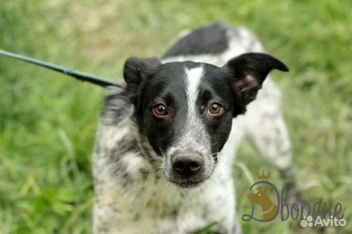 Лучший друг Стив в добрые руки