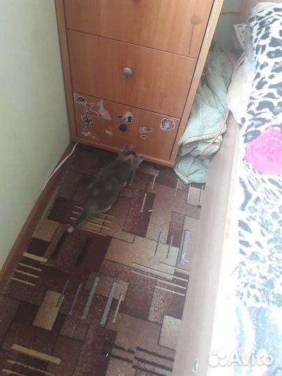 Котята