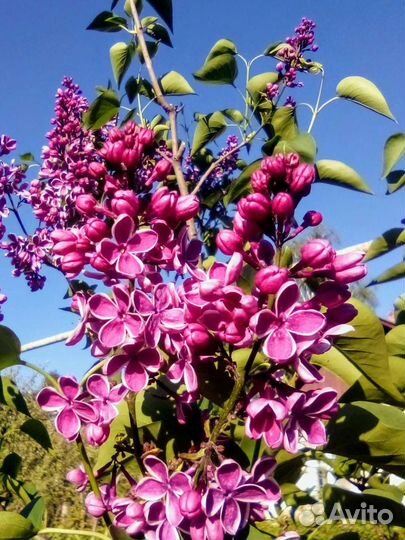 Сортовая,махровая сирень