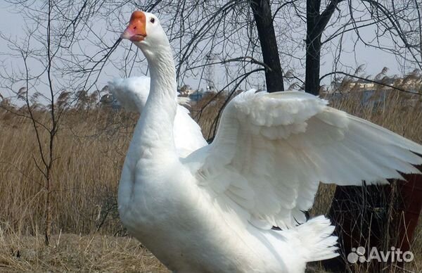 Бройлеры гуси утки индюки цыплята куры петухи корм