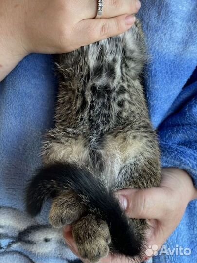 Котята мальчики алк Ф1