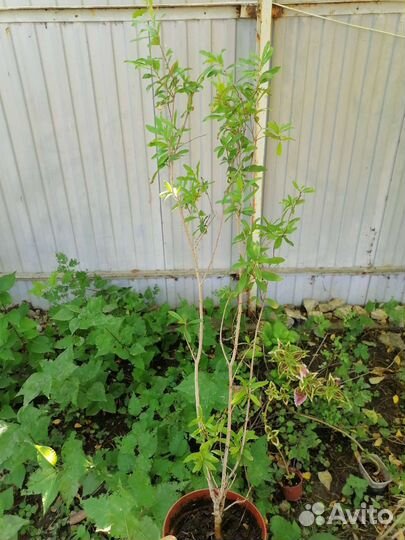 Гранат комнатный