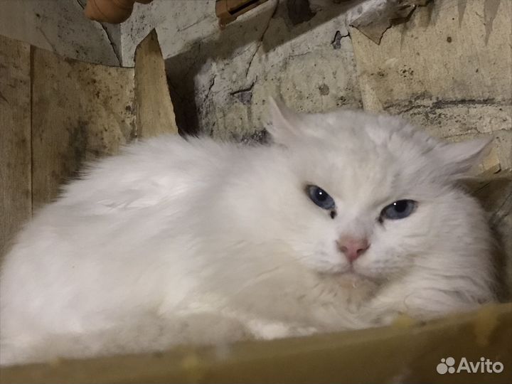 Кот в добрые руки,нуждается в обшении,ходит лоток