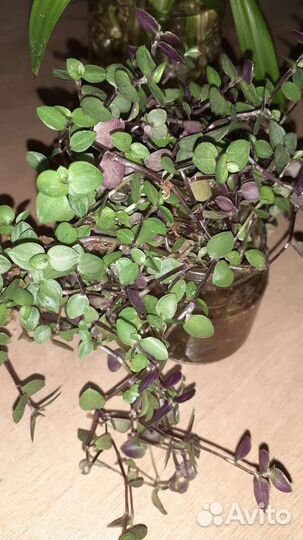 Комнатные растения