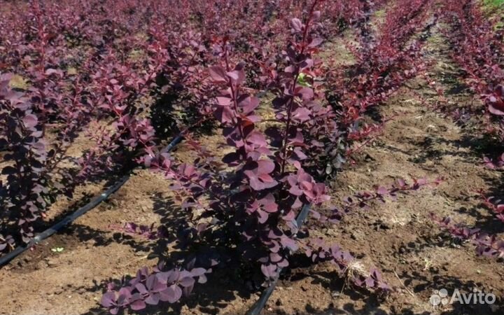 Барбарис оттавский