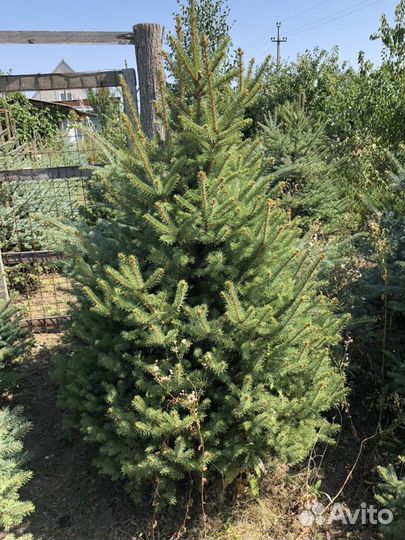 Ель колючая голубая