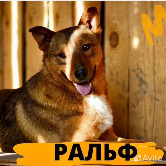 Собака в добрые руки