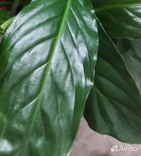 Спатифиллум (