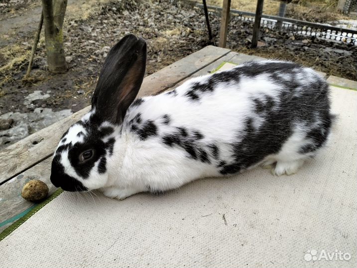 Белый паннон, бараны